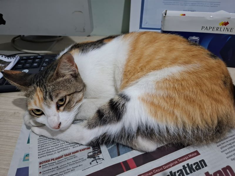 Cecil, kucing Radar Jogja.