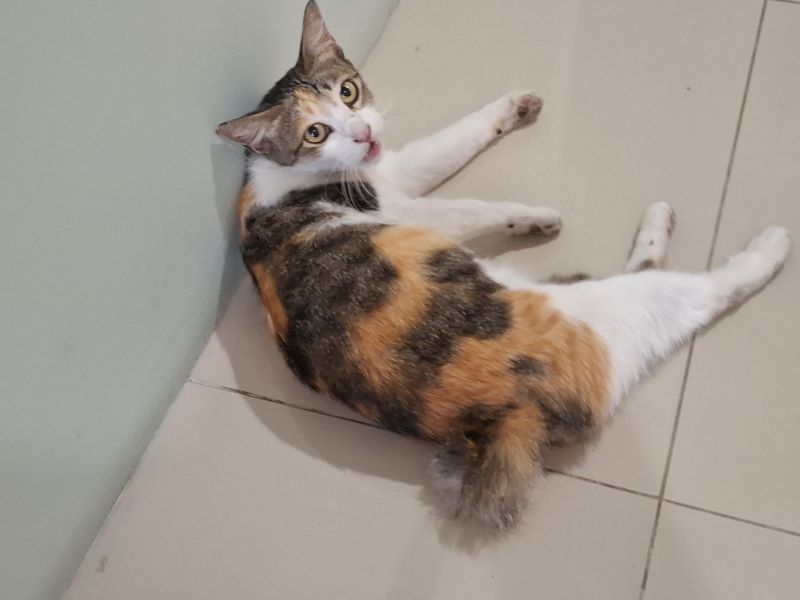 Cecil, kucing Radar Jogja.