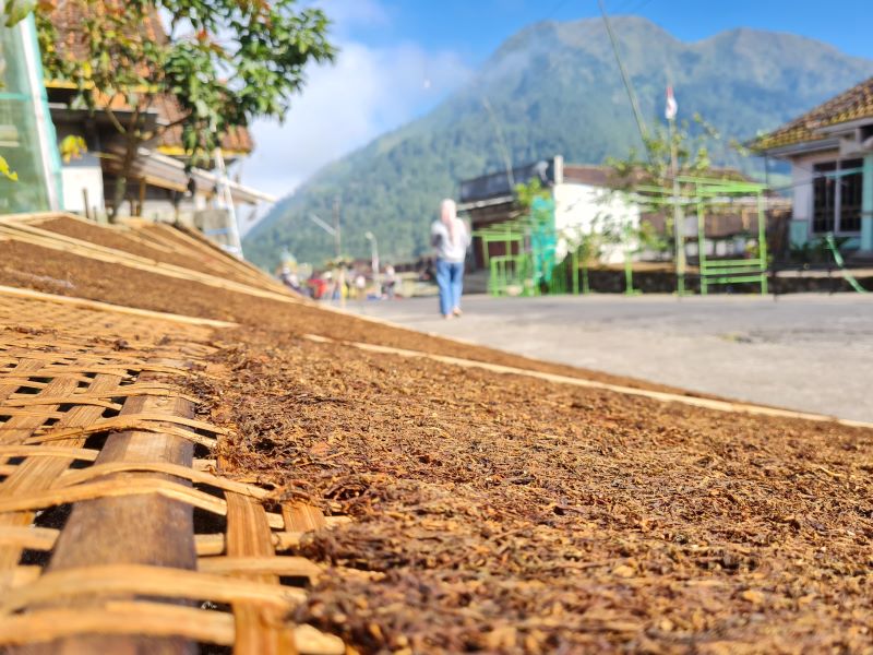 MANUAL: Warga di lereng Gunung Andong menjemur atau mengeringkan daun tembakau di depan rumahnya.