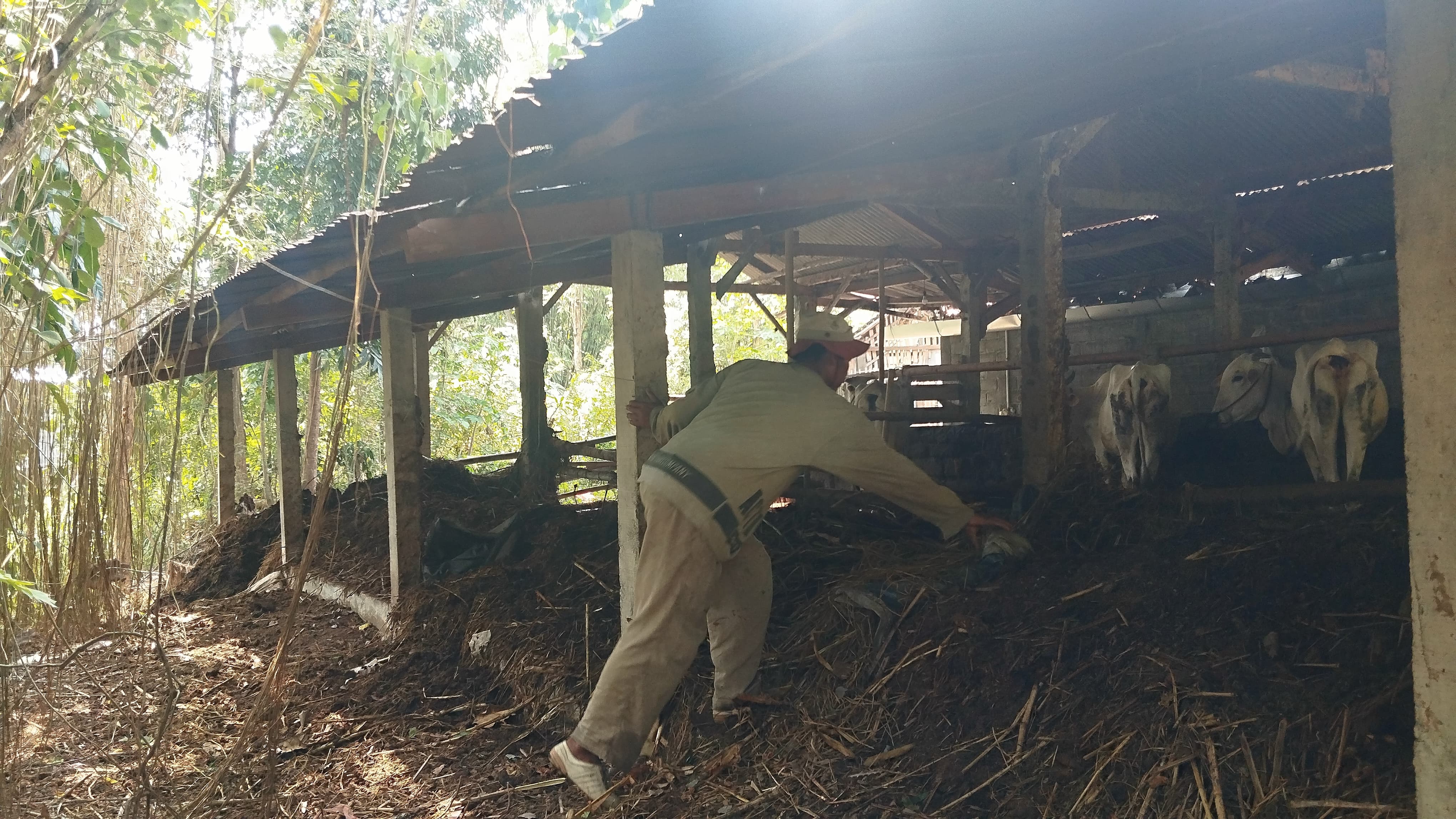 Marketing UPPO Tani Mulyo Teguh Purnomo sedang mengecek fermentasi pupuk dari kotoran sapi Jumat (1/8)  &nbsp;  Petani Srimartani dan Srimulyo Olah Limbah Jadi Berkah