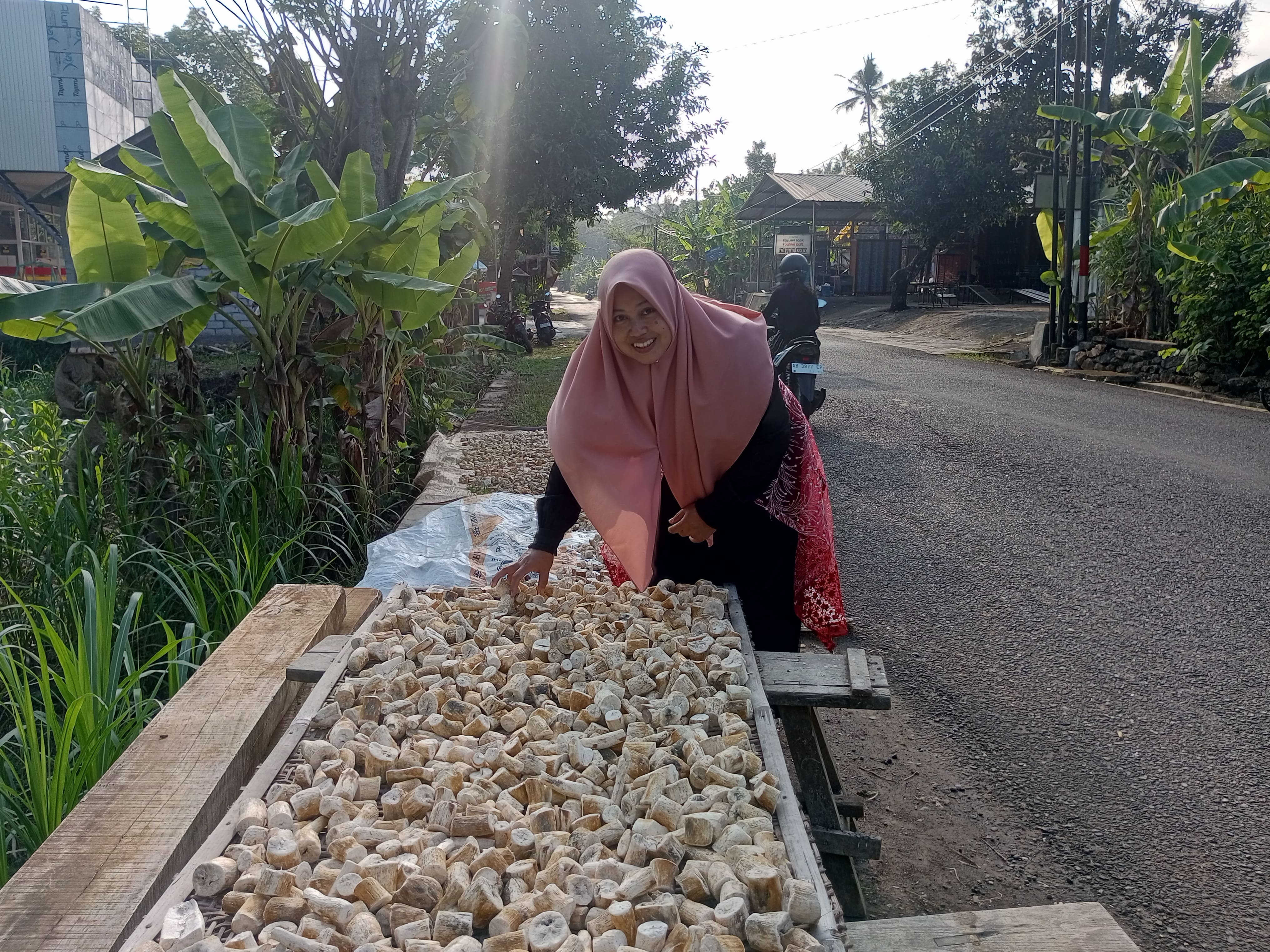 Yulia sedang menunjukkan gaplek yang berjamur karena kehujanan dan cuaca lembab.