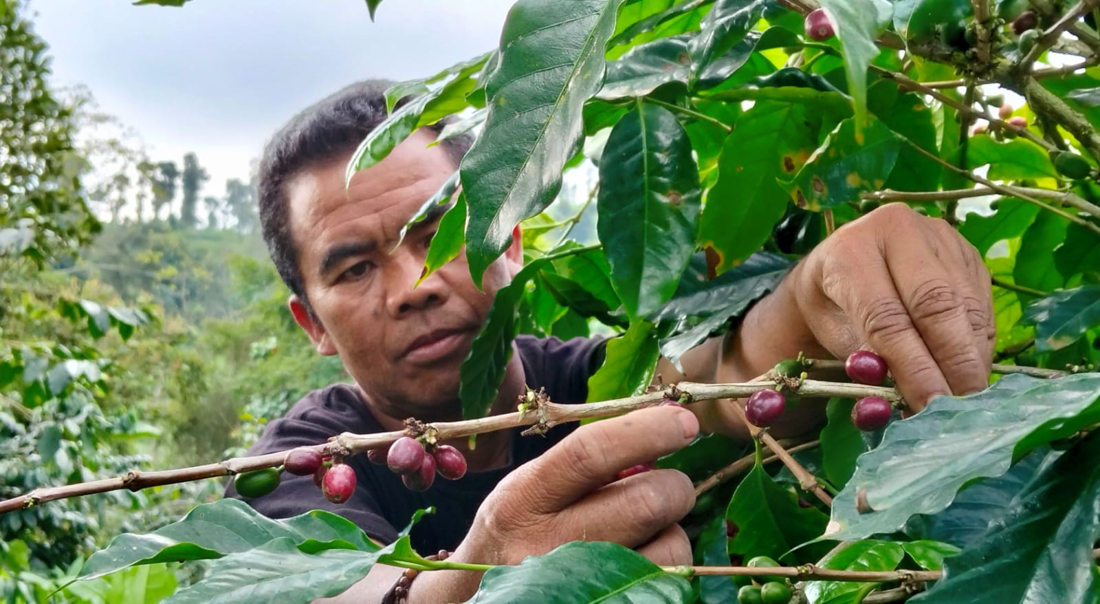 Sukimin memanen biji kopi di ladangnya. Hasilnya cukup banyak dengan harga yang tinggi.  &nbsp;