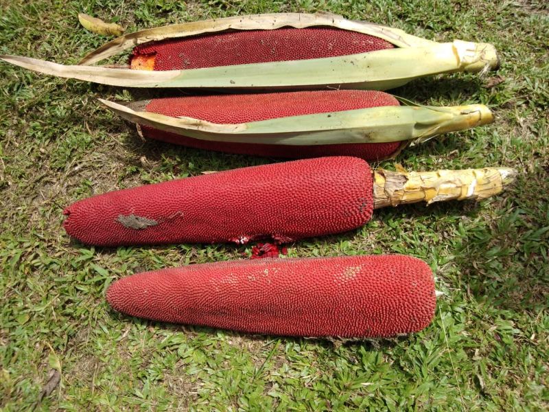 Buah merah atau Red Fruit.