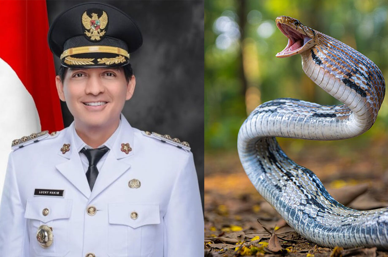 Bupati Indramayu Lucky Hakim mengadakan program &ldquo;Ular Sahabat Tani&rdquo;.