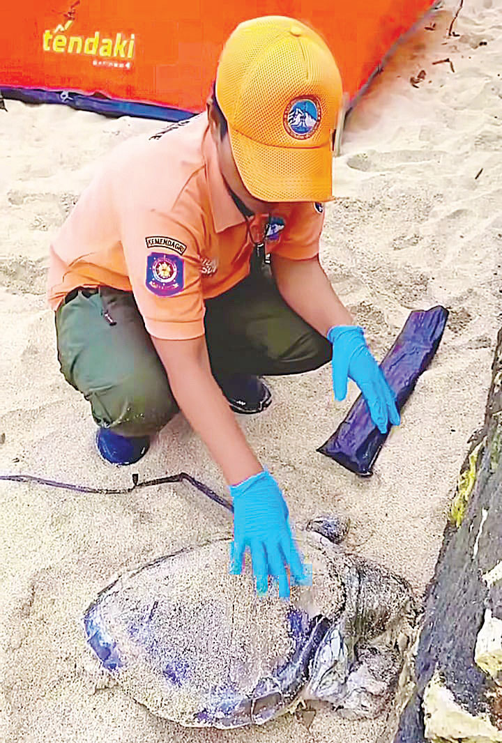 BELUM DIKETAHUI PENYEBABNYA: Personel SRI wilayah II Baron mengevakuasi bangkai penyu di Pantai Watukodok Minggu (10/8).