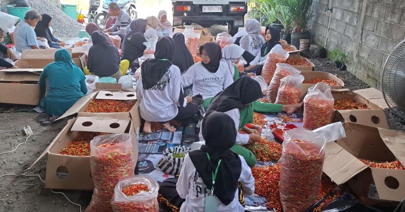 DILIRIK PASAR LUAR: Proses ekspor cabai rawit dari PT Petani Milenial Sleman bersama Perkumpulan Petani Hortikultura Puncak Merapi (PPHPM) dan Champion Cabai Indonesia.