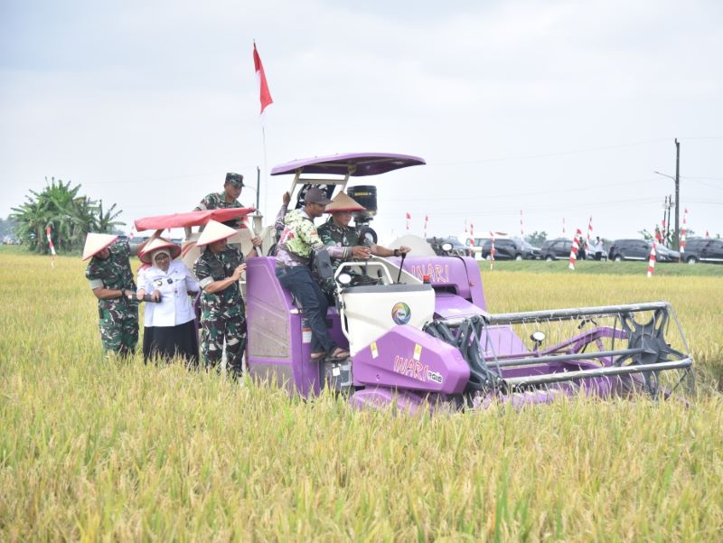 PANEN RAYA: Pangdam IV/Diponegoro Mayjen TNI Achiruddin saat ikut memanen padi di Desa Tepakyang, Adimulyo, Kebumen Rabu (13/8).