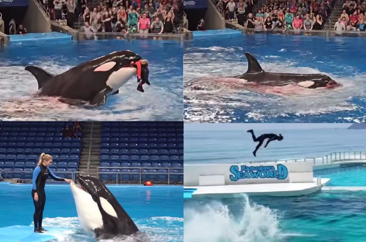 Video viral Jessica Redcliffe dimakan Ocra.