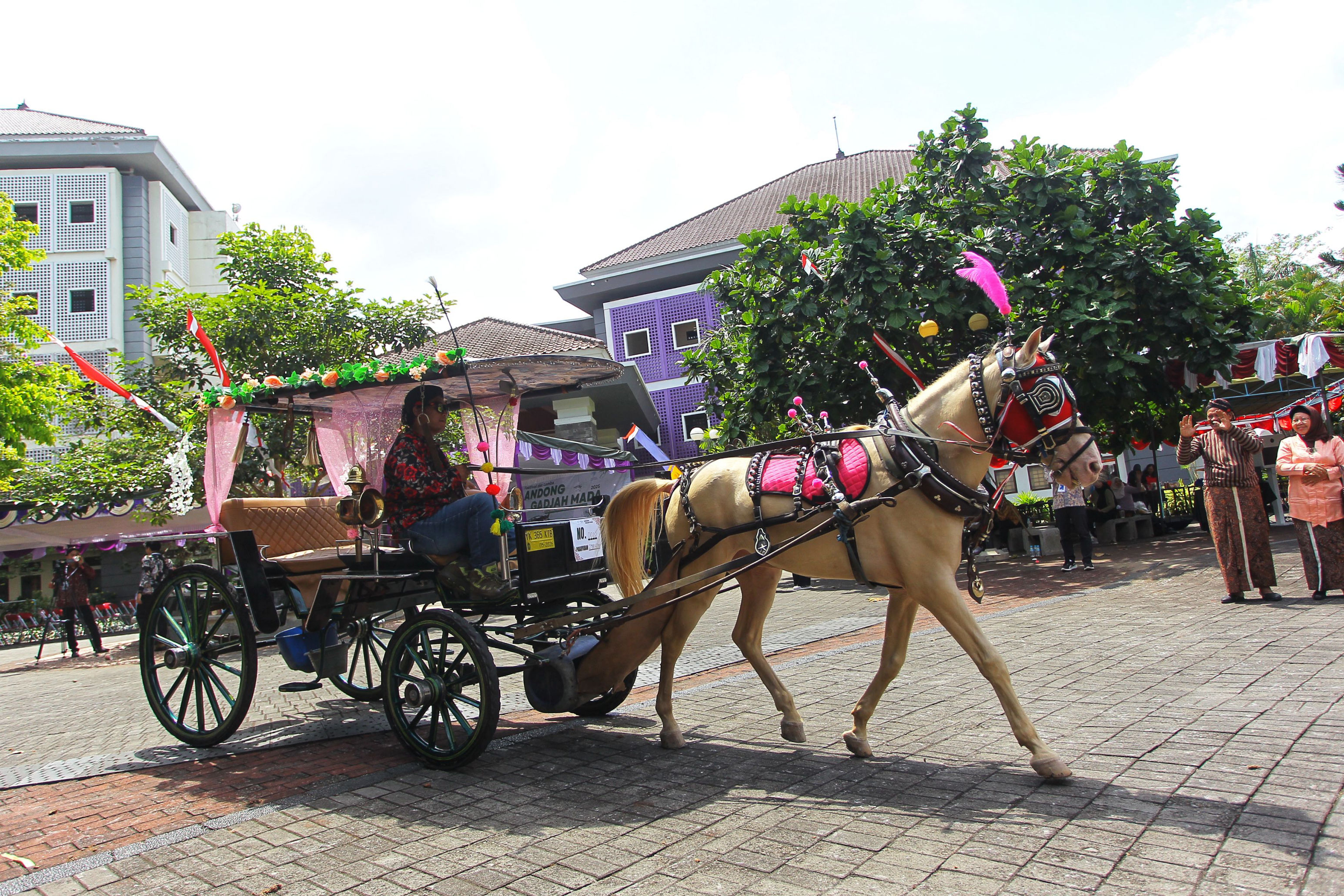 Kusir mengendalikan kuda andong saat mengikuti Festival Andong Gadjah Mada di halaman Fakultas Kedokteran Hewan UGM, kemarin (14/8). Festival terebut sebagai pembuka rangkaian Dies Natalis Fakultas Ke