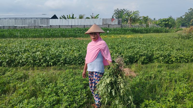 RUSAK: Rajimen sedang memegang tanaman kacang tanah yang terkena hama tikus di Tanjung Karang, Patalan, Jetis Selasa (19/8).