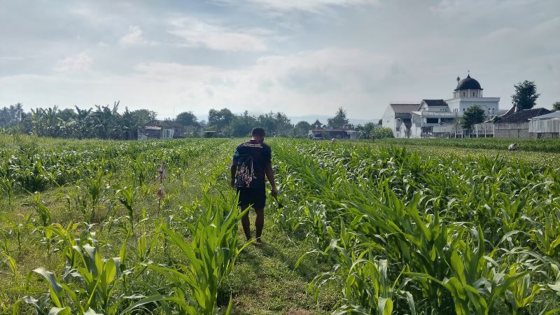 Tanaman Jagung yang ada di lahan milik Slamet petani asal Padukuhan Tanjung Karang, Kalurahan Patalan, Kapanewon Jetis Selasa (19/8)