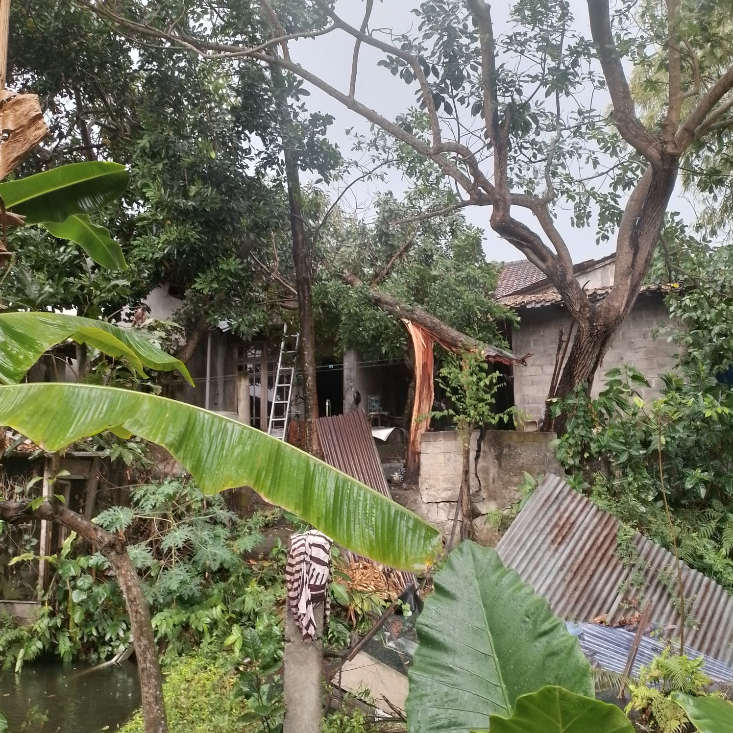 Dampak angin kencang dan hujan deras