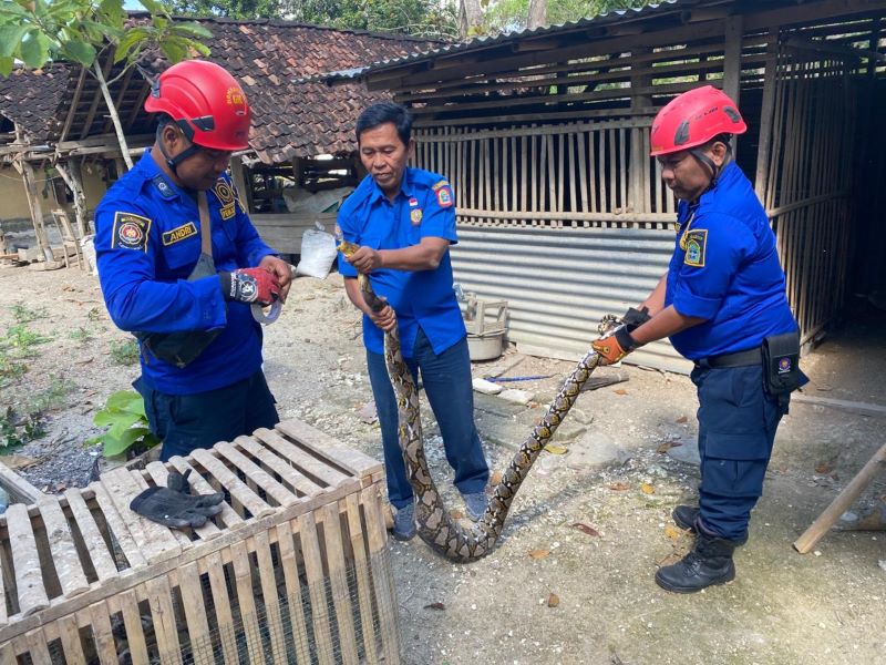 Ular sanca sepanjang 2,5 meter berhasil dievakuasi oleh UPT Damkar Gunungkidul.