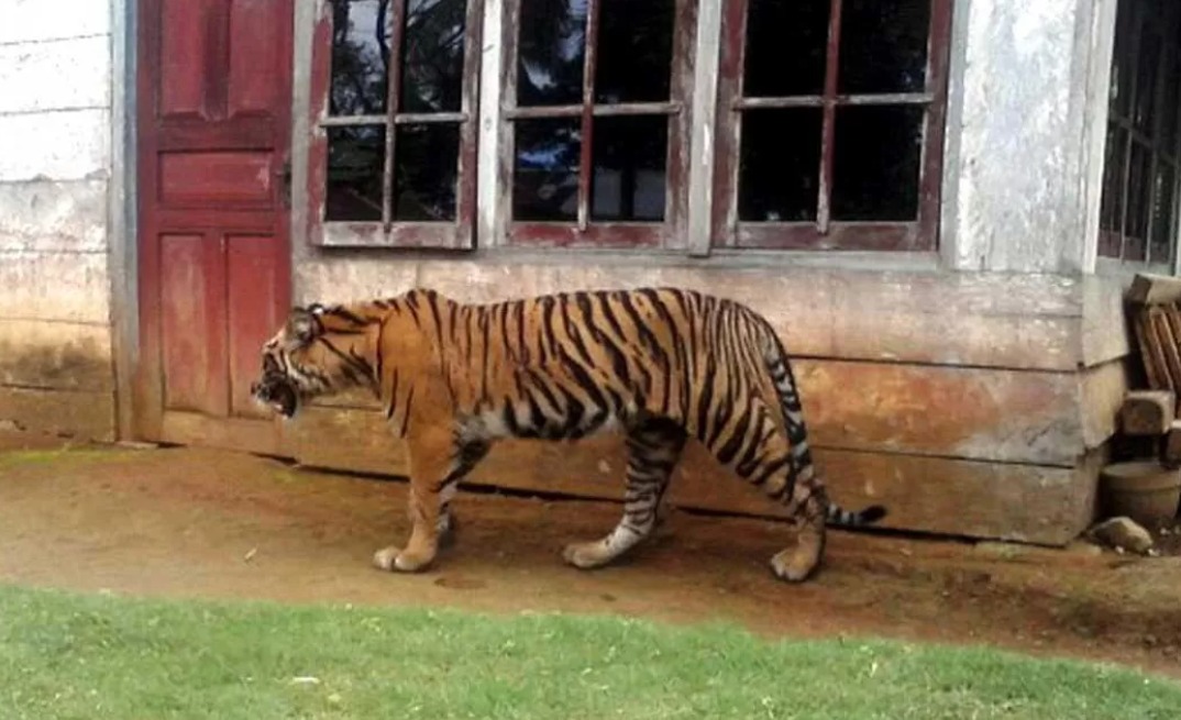 Harimau Sumatera yang terancam punah.