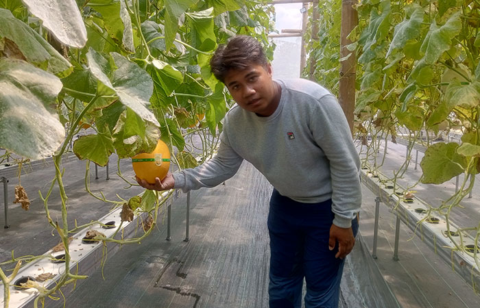 PETIK: Healing petik buah di Green house Mas Tani Fram tak hanya mendapatkan melon saja, tapi juga sekaligus memetik pengetahuan permelonan.
