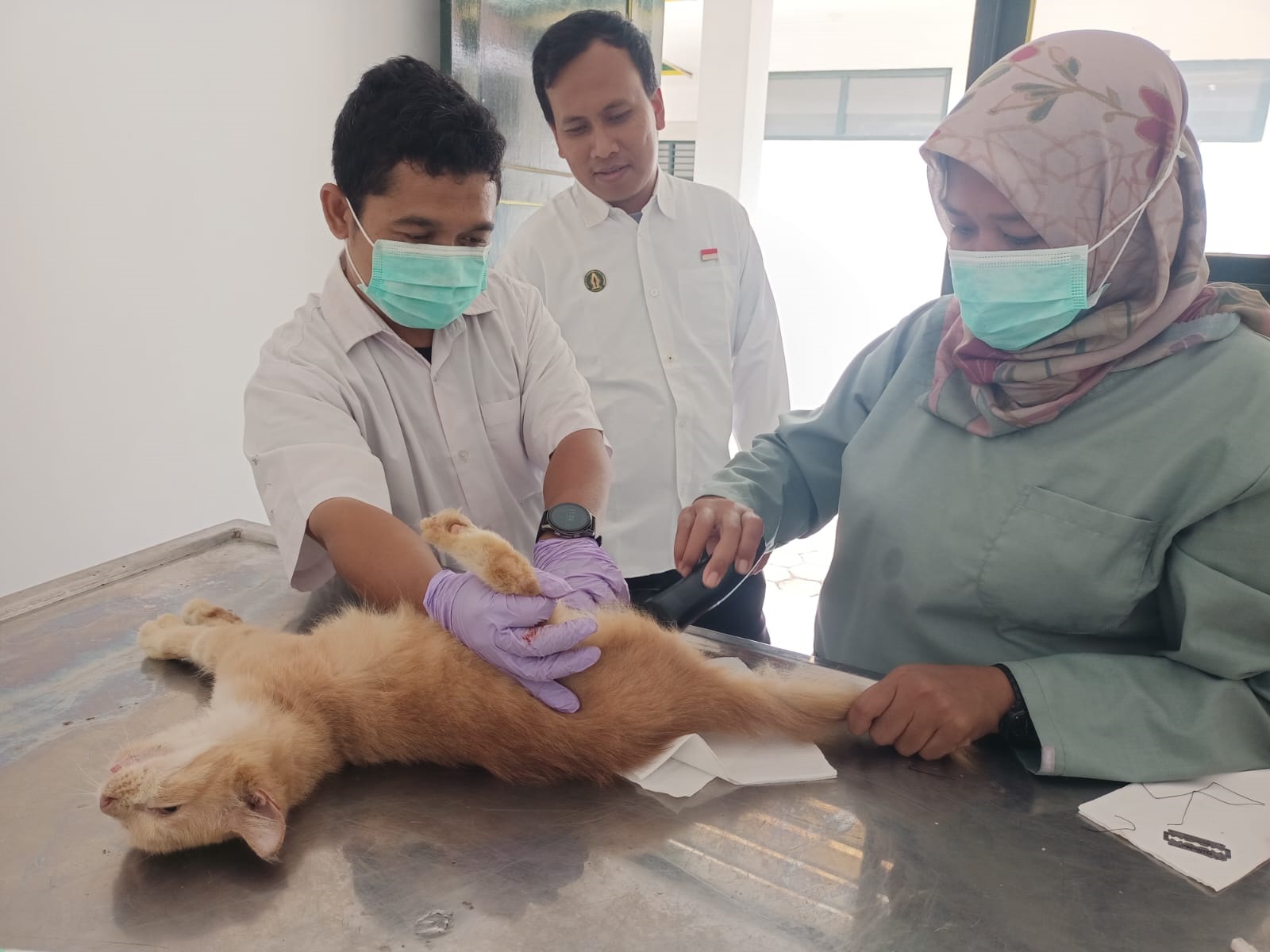 Pemkot Jogja Gelar Sterilisasi Gratis Kucing dan Anjing, Sasaran Pertama Kucing-Kucing Tak Berpemilik di Pasar