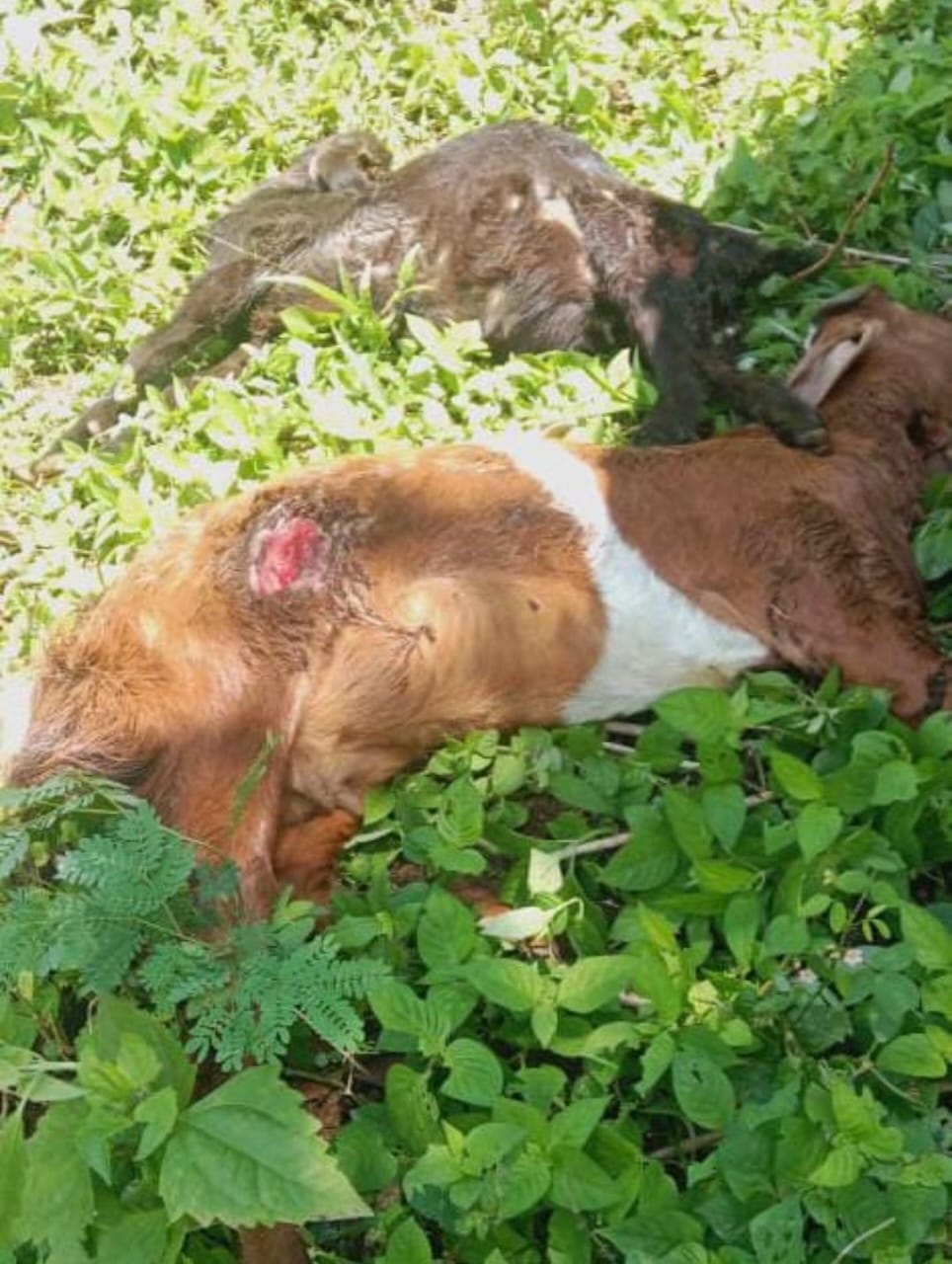 Kondisi hewan ternak warga berupa kambing ditemukan mati dengan bekas luka.