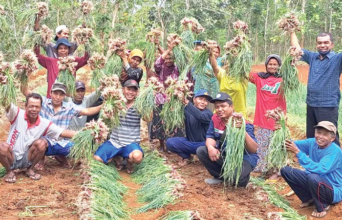 KOMODITAS BARU: Petani di Gunungkidul memanen bawang merah belum lama ini. Hasilnya cukup menjanjikan.