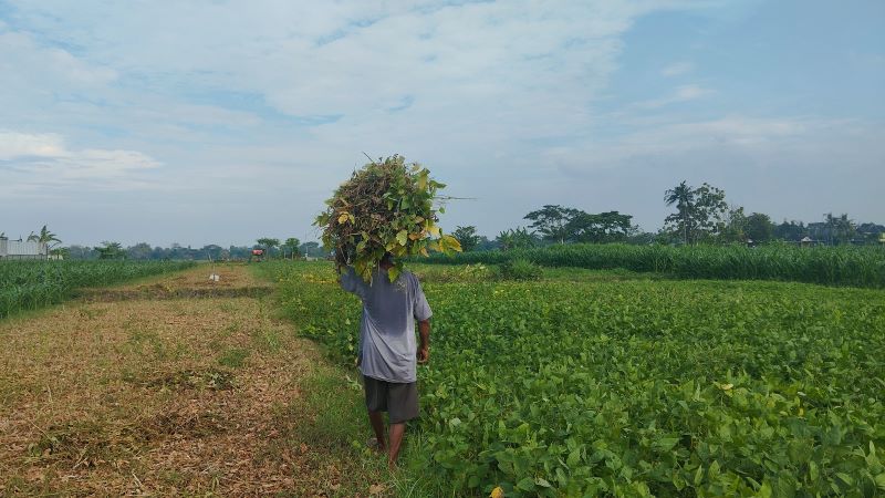 Petani kacang tanah di Kabupaten Bantul sedang memanggul hasil panennya