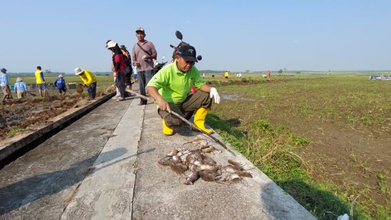 BERJAGA: Petani menggali pematang sawah untuk mengrluarkan tikus dari sarang.&nbsp;