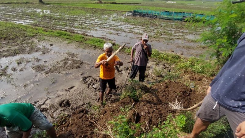 GROPYOKAN TIKUS: Petani berhasil menangkap tikus setelah menggali pematang sawah.