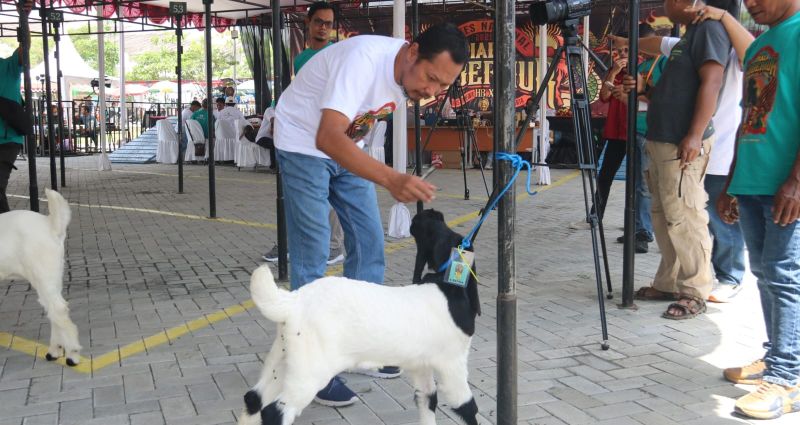 MENARIK: Juri menilai kambing PE Kaligesing dalam kategori anakan.