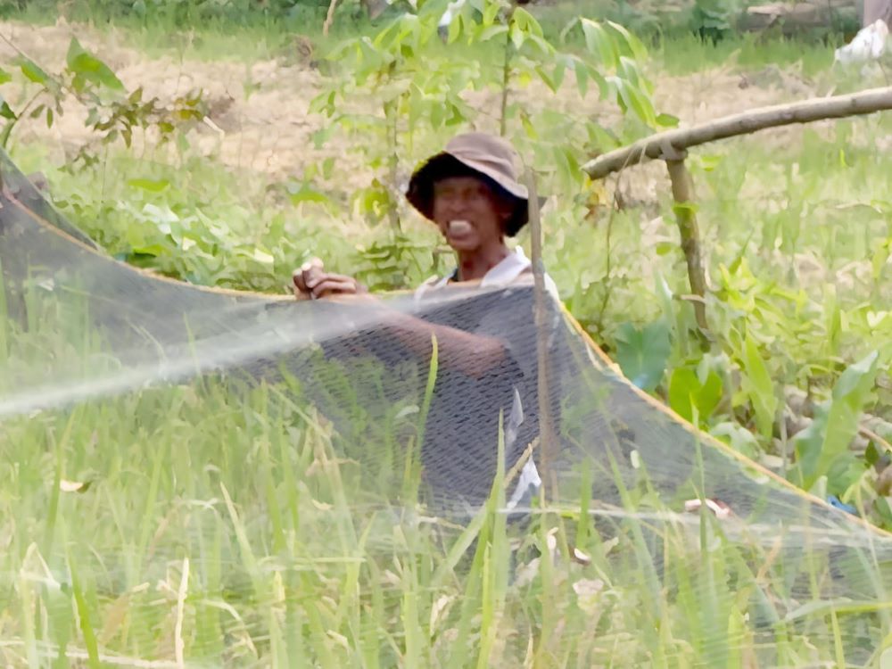 WASPADA: Petani memasang jaring untuk menghalau hama.