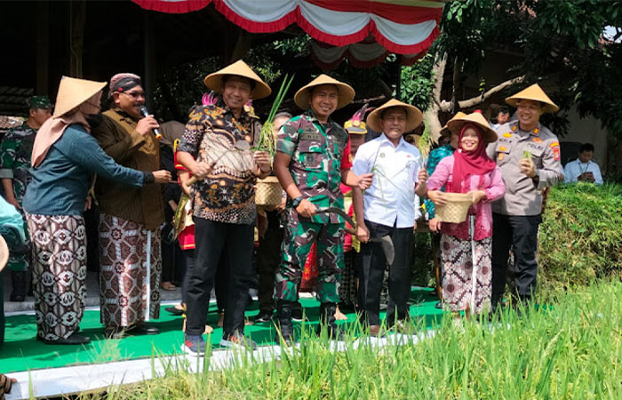 UNGKAPAN SYUKUR: Tradisi wiwitan panen padi di Kelurahan Wirogunan, Jogja, Rabu (19/9).