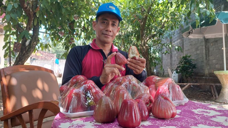POTENSIAL: Slamet memperlihatkan hasil panen jambu dalhari dari pekarangan rumahnya di Sogan, Wates, Kulon Progo.