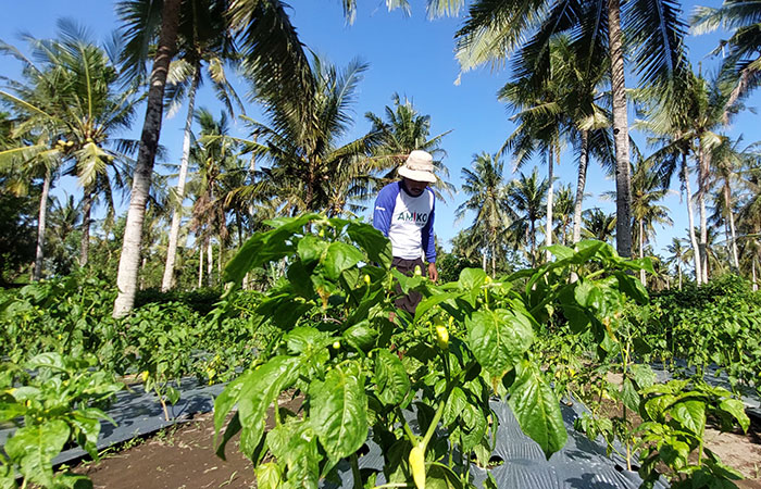 BERBIAYA TINGGI: Seorang petani membersihkan rerumputan yang tumbuh di sekitar tanaman cabai miliknya di Kalurahan Bugel, Kapanewon Panjatan, kemarin (22/9).