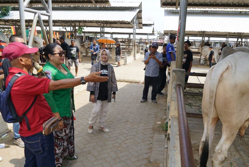 Kepala Dinas Peternakan dan Kesehatan Hewan Gunungkidul bersama bupati sedang mengecek kesehatan sapi PO yang diikutkan dalam konteks.