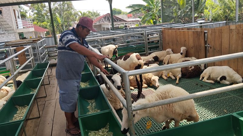 SATU-SATUNYA: Mustakim sedang melihat domba Garut di peternakan wilayah Palem Sewu, Panggungharjo, Sewon, Bantul Selasa (30/9).