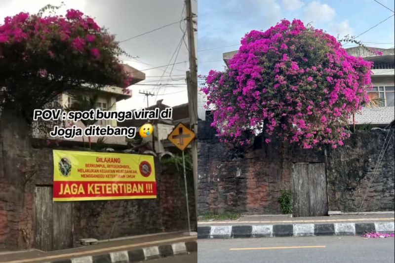 Spot Foto Bunga Viral di Jalan Kranggan Jogja sebelum ditebang.