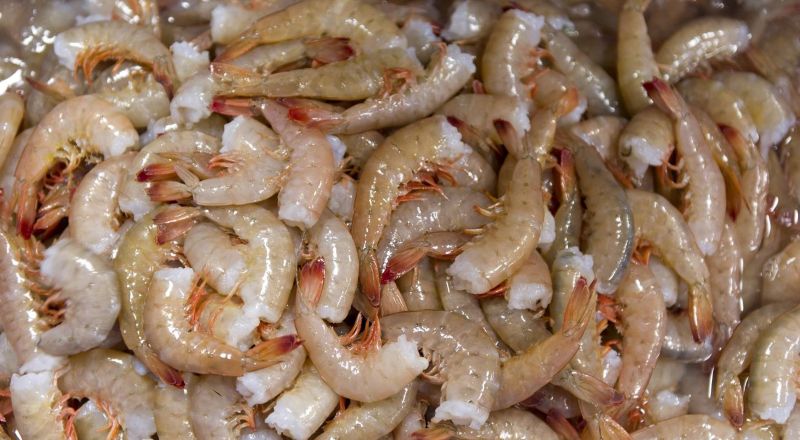 Udang segar.