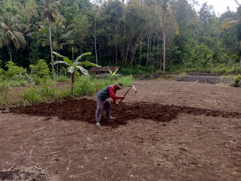 GARAP LAHAN: Petani asal Kalurahan Giriharjo, Kapanewon Panggang Darmono saat mencangkul untuk proses masa tanam berikutnya Minggu (5/10).