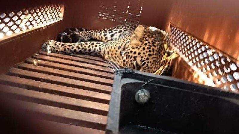 Seekor macan tutul diselamatkan Damkar di sebuah hotel, Bandung.