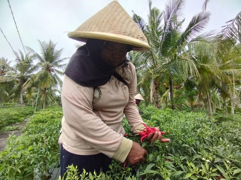 PANEN: Petani cabai asal Bugel melakukan pemanenan cabai yang telah memasuki umur.&nbsp;