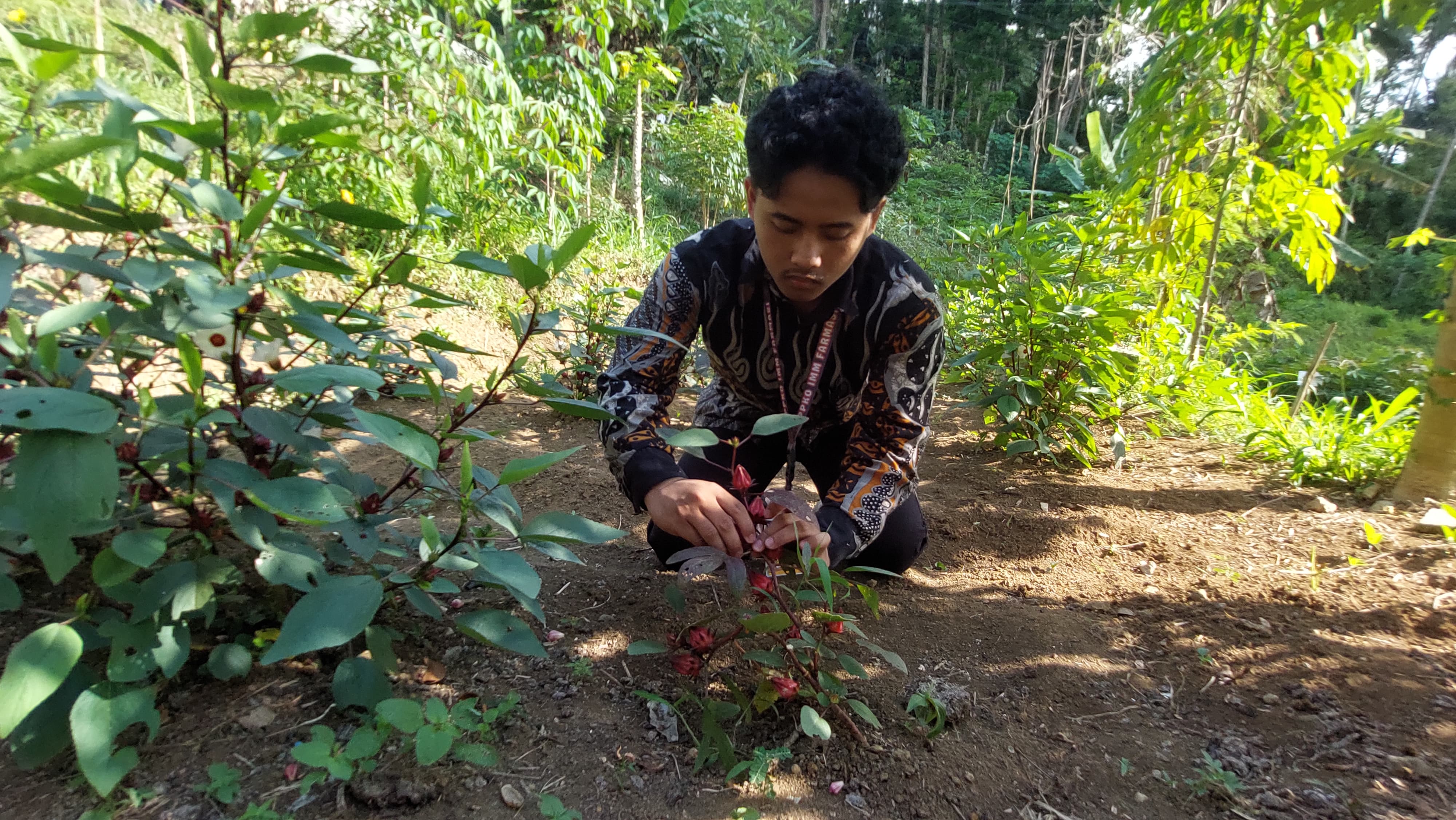 Mahasiswa pendamping melakukan panen rosela.