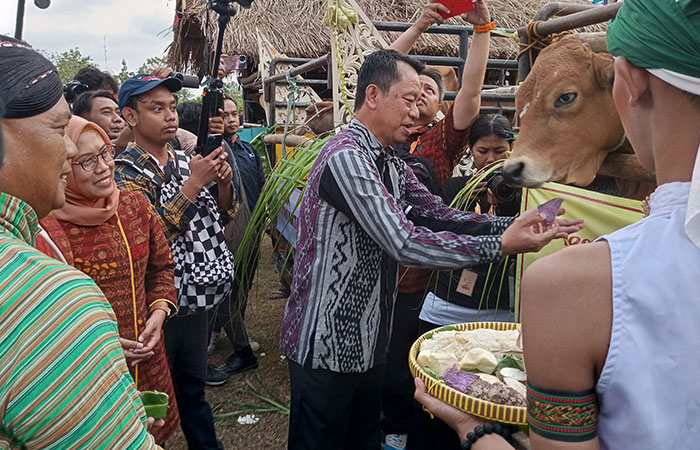 RAJAKAYA: Pembukaan FKY 2025 di Gunungkidul diawali dengan ritus memberi makan sapi.