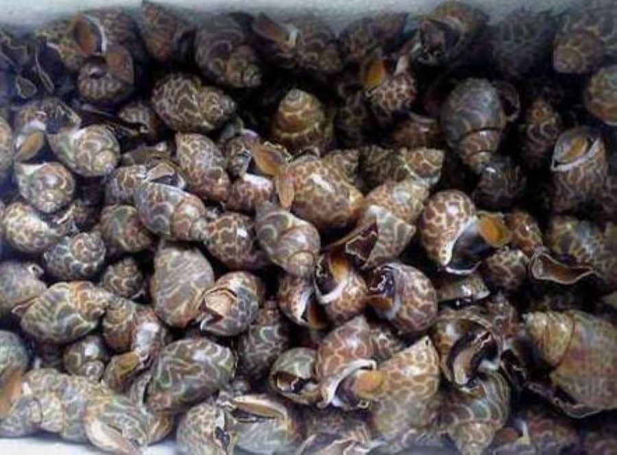 Sejak pertengahan September 2025 hingga kini kerang macam laut melimpah di Pantai Gesing.