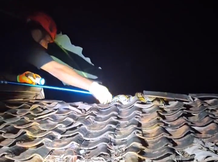 Ular piton sepanjang 2,5 meter yang berhasil diamankan akan diserahkan ke komunitas pecinta reptil untuk direhabilitasi.  &nbsp;