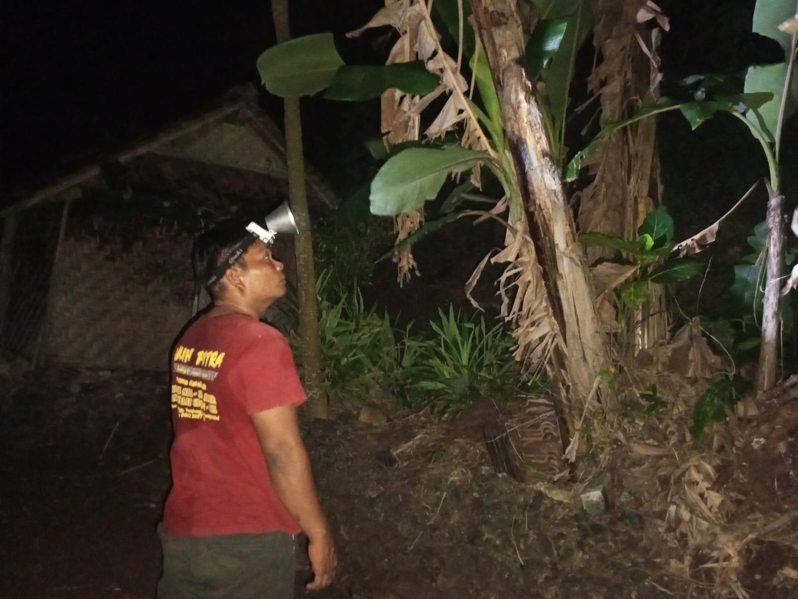 Di tengah gelap, Manto harus memasang mata awas. Kepalanya harus tetap terjaga mendongak ke atas. Jika ia menjumpai putul di daun pohon pisang, tangan bergerak gesit meraihn