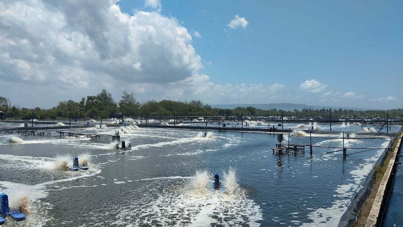 KENA EFEK: Tambak udang tidak jauh dari Pantai Tanggul Tirto, Poncosari, Srandakan, Bantul.