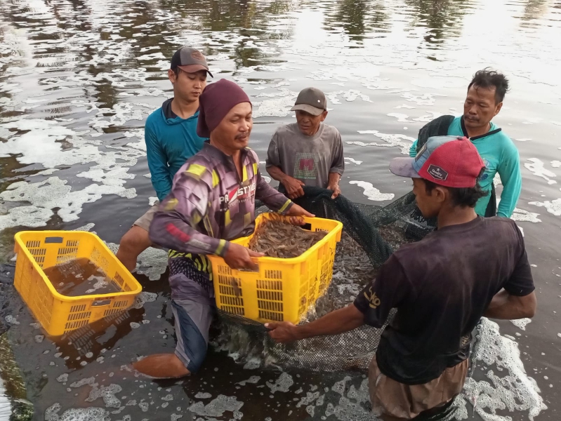 POTENSI: Warga pesisir selatan Kebumen saat panen udang kualitas ekspor.