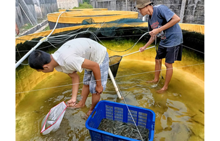 MUDAH DIAPLIKASIKAN: Budidaya udang vannamei sistem bioflok memakai kolam terpal memiliki sejumlah kelebihan. Budidaya ini diinisiasi Balai PTPB Dinas Kelautan dan Perikanan DIY.