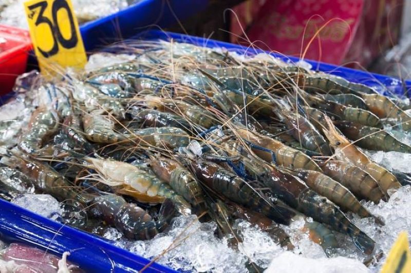 Ilustrasi Udang.