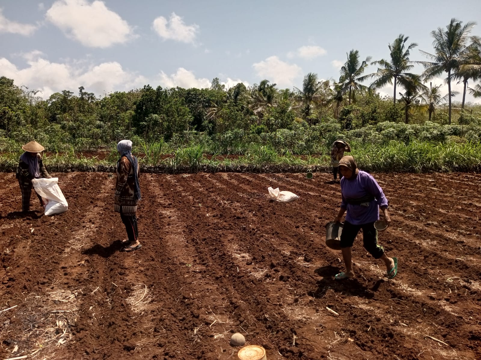 Buruh tani perempuan di Kalurahan Pacarejo, Kapanewon Semanu sedang menyiapkan lahan untuk menyambut datangnya musim hujan.