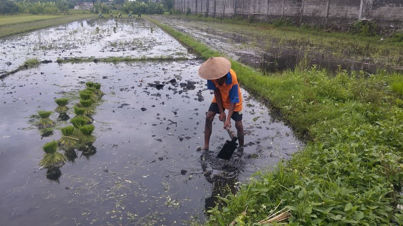 MUSIM TANAM: Poniman sedang memepersiapkan lahan utnuk ditanami padi.
