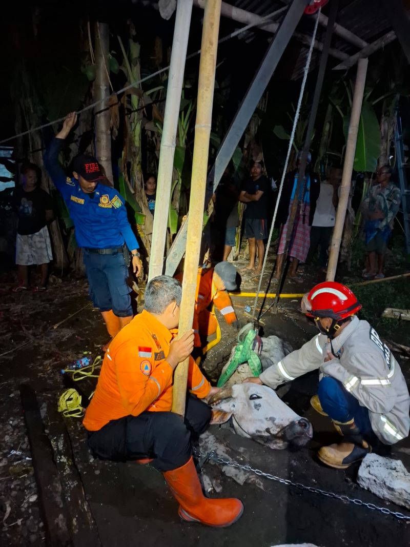 EVAKUASI: Petugas BPBD Bantul sedang menyelamatkan sapi yang terperosok ke buangan limbah