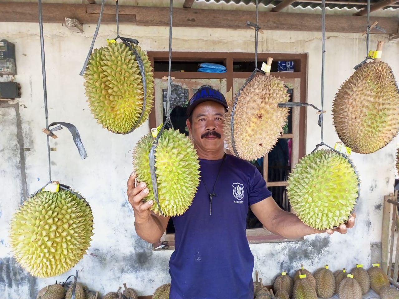 Warga Desa Kedunggong, Kecamatan Sadang menunjukkan durian unggulan yang kini menjadi komoditas penggerak ekonomi warga setempat. (M Hafied/Radar Jogja)